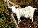 2015-09-28 15-50-14 St Gildas-Apres midi YLe